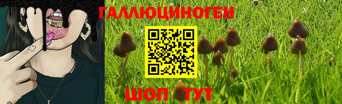 Ярославль  Псилоцибиновые грибы Cubensis  Вход с VPN  Псилоцибиновые грибы мицелий 